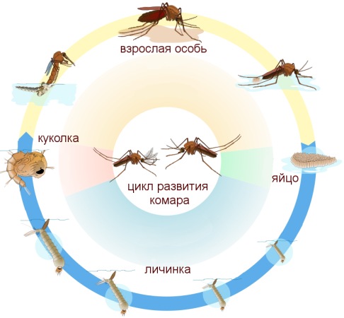 Цикл развития комара: убивая личинок, 