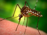 Американские ученые утверждают: Нонаналь привлекает комаров сильнее всего! 